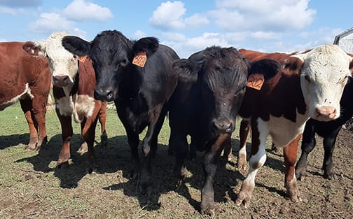 Fagan Family Farm Website Redesign